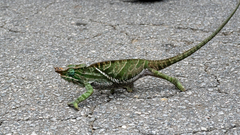 Furcifer balteatus