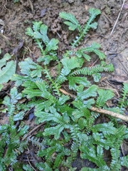Selaginella doederleinii