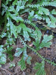 Selaginella doederleinii