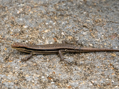 Trachylepis