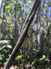 Tillandsia