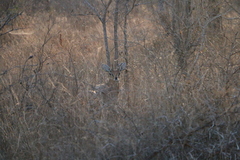 Raphicerus campestris campestris