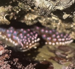 Pisaster giganteus