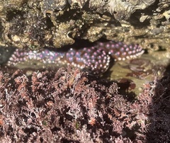 Pisaster giganteus