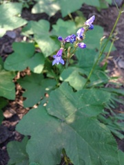 Penstemon