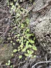 Pterostegia drymarioides