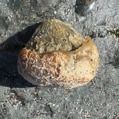 Aplidium californicum