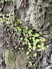 Pterostegia drymarioides
