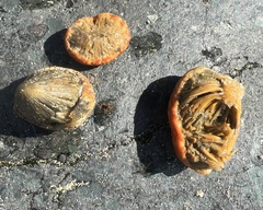 Aplidium californicum