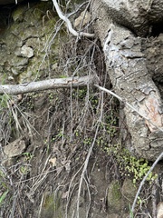 Pterostegia drymarioides