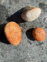 Aplidium californicum