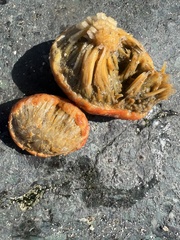 Aplidium californicum