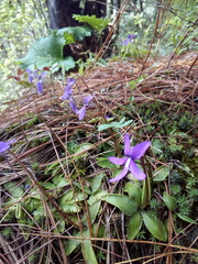 Pinguicula orchidioides