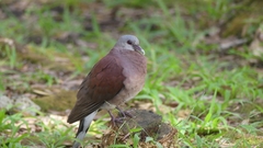Nesoenas picturatus