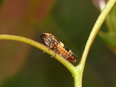 Eurymeloides adspersa