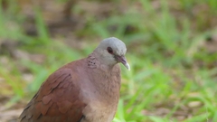 Nesoenas picturatus
