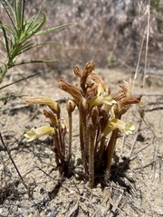 Aphyllon franciscanum