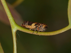 Eurymeloides adspersa
