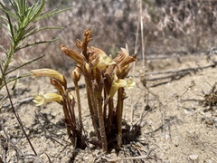 Aphyllon franciscanum