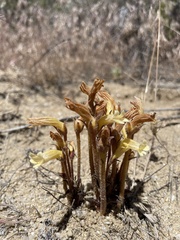 Aphyllon franciscanum