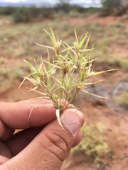 Munroa squarrosa