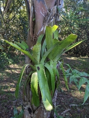 Aechmea bracteata