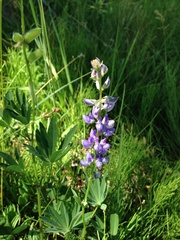 Lupinus burkei