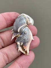 Blepharipoda occidentalis