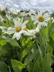 Wyethia helianthoides