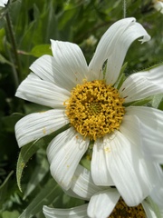 Wyethia helianthoides
