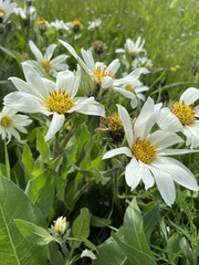 Wyethia helianthoides