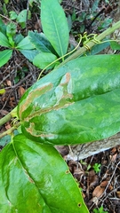 Liriomyza schmidti