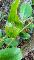 Liriomyza schmidti