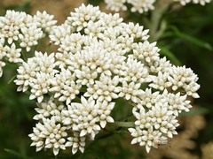 Ozothamnus ferrugineus