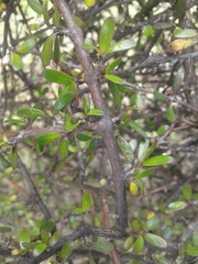 Coprosma propinqua propinqua