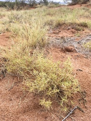 Munroa squarrosa