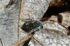 Andrena erigeniae