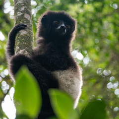 Propithecus edwardsi