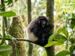 Propithecus edwardsi