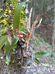 Epidendrum radioferens