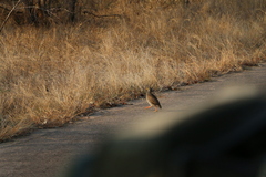 Pternistis natalensis