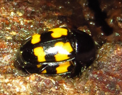 Glischrochilus fasciatus