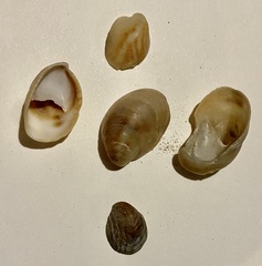 Crepidula fornicata