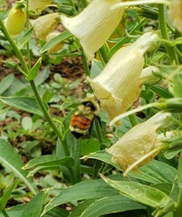 Bombus huntii