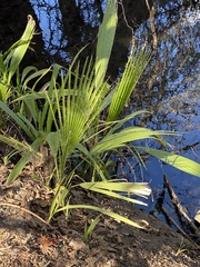 Washingtonia filifera