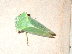 Ledrini
