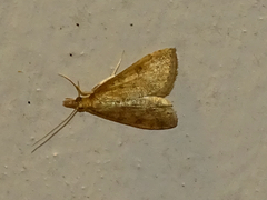 Pyraloidea