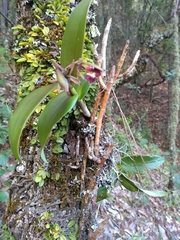 Epidendrum radioferens