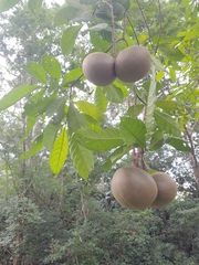 Tabernaemontana donnell-smithii