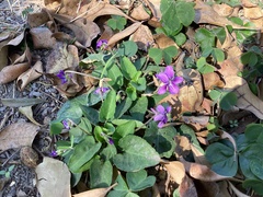 Viola confusa